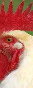 OPINION: CA egg prices skyrocket